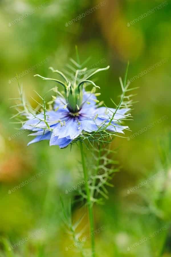 Quels sont les avantages et les astuces de l'utilisation de l'huile de nigelle en cuisine ?