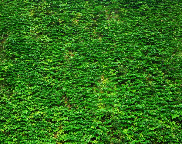 Créer un mur végétal dans votre salon : comment harmoniser avec votre décoration ?